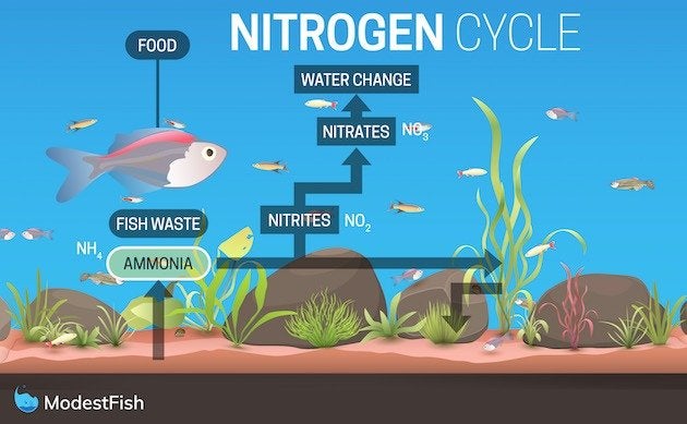 Cycling fish clearance